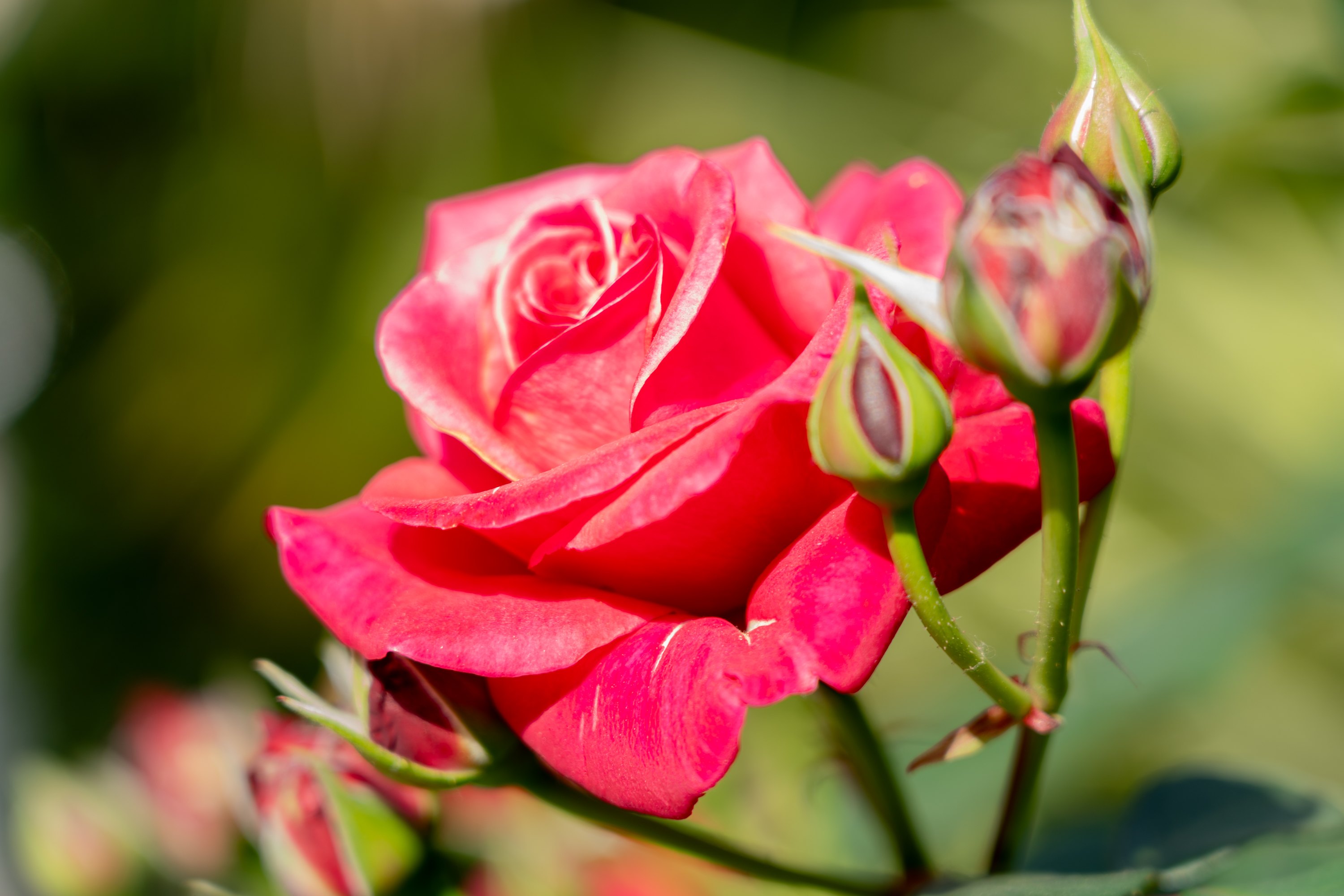 Garden rose